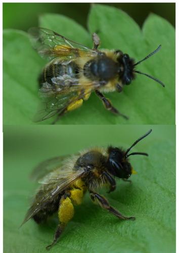 Andrena sp.